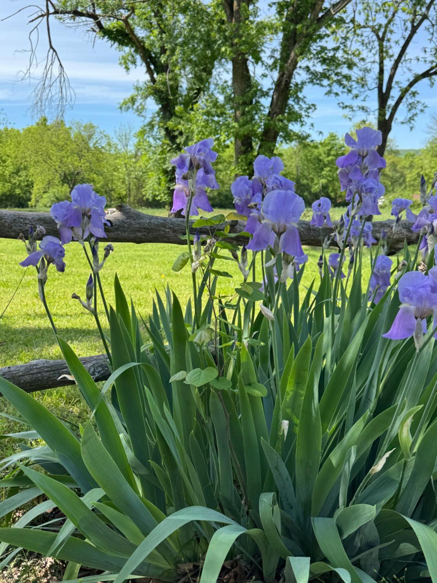 Ozark Country Inn Маунтін-В'ю Екстер'єр фото